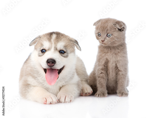 Fototapeta Naklejka Na Ścianę i Meble -  Siberian Husky puppy dog and scottish kitten together. isolated