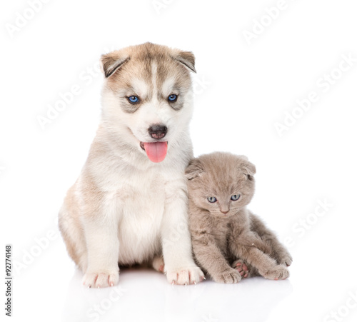 scottish kitten and Siberian Husky puppy together. isolated on w