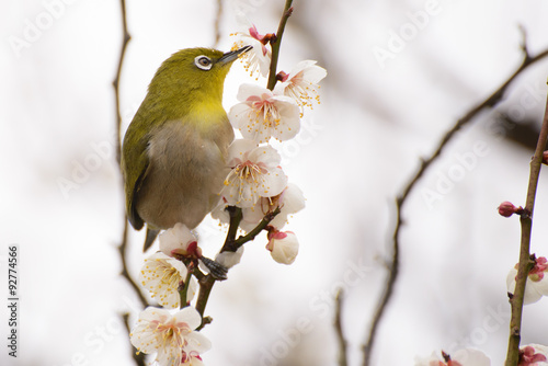 兵庫県南光町のひまわり photo