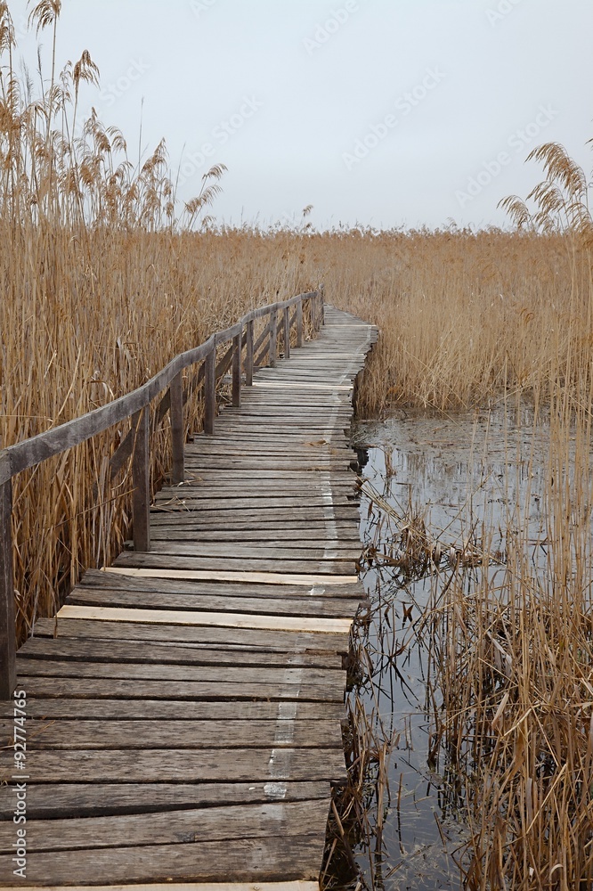 Obraz premium Swamp path