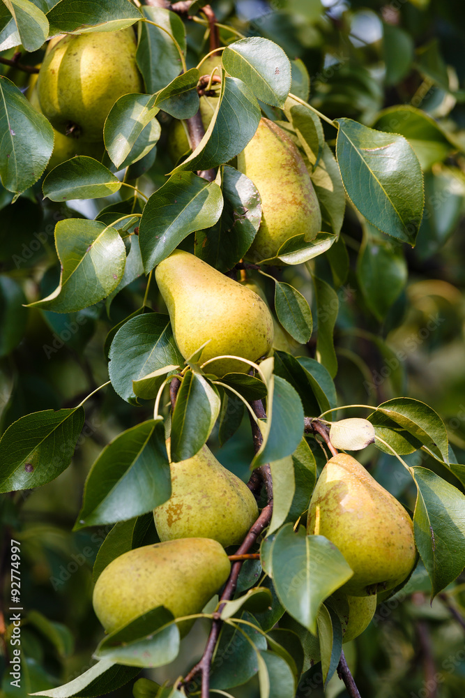 Obraz premium Mature pears on a branch
