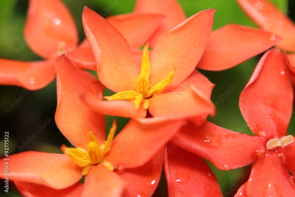Fototapeta premium Ixora flower
