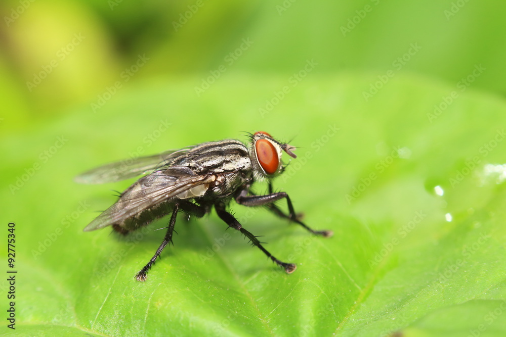 Fly insect