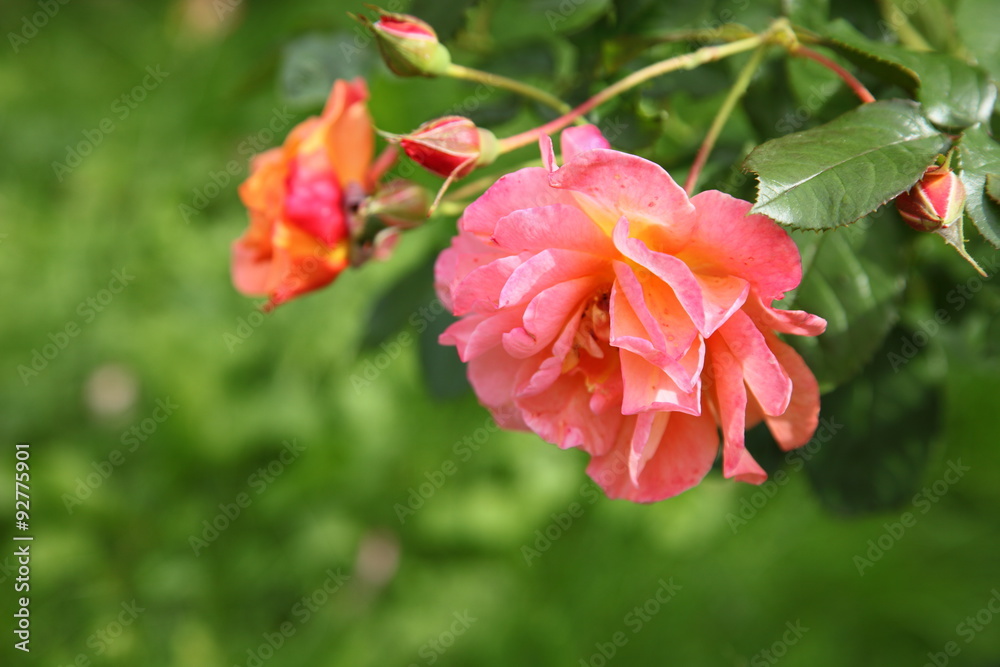 Roses Roses