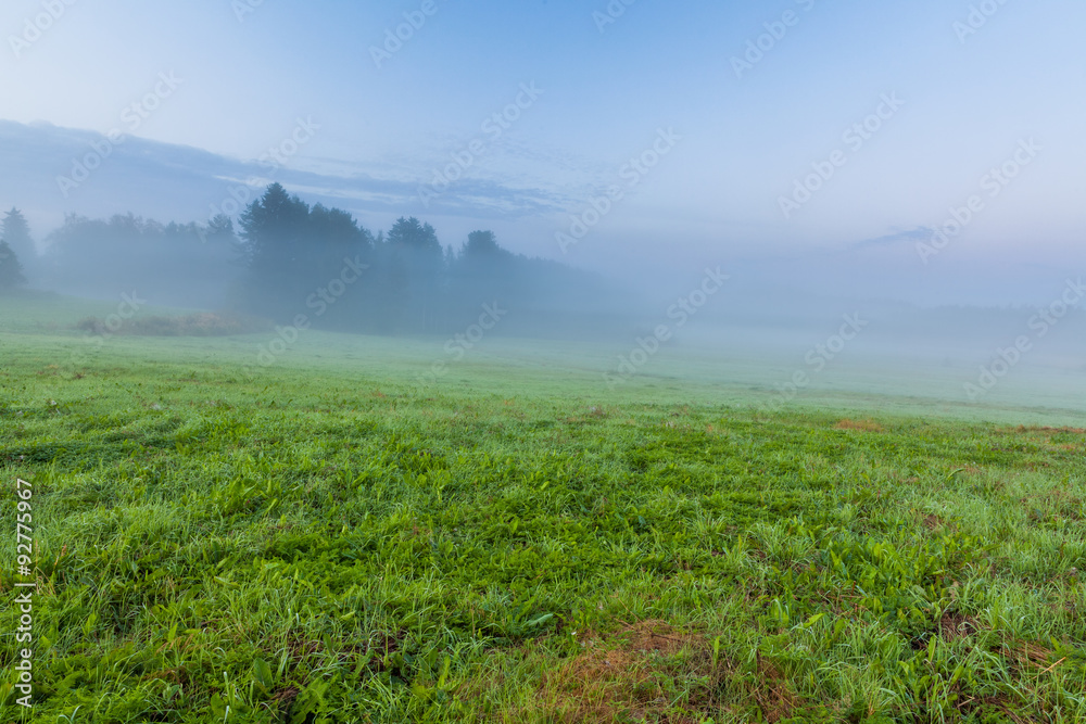 Grassland at foggy dawn