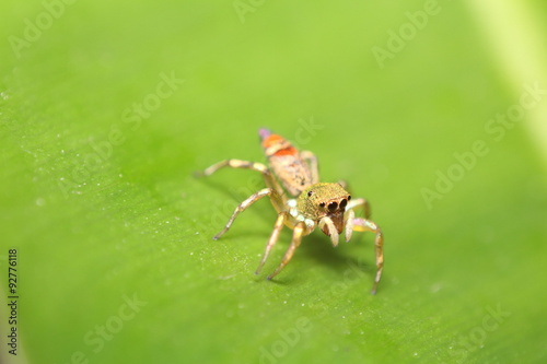 Jumping spider closeup