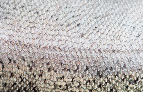 The fish scale close up.