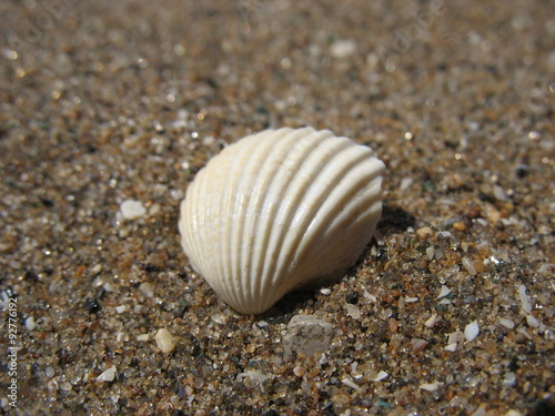 Ракушки и песок