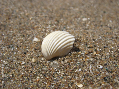 Ракушки и песок