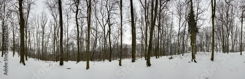 Forest panorama in winter - 360 degrees