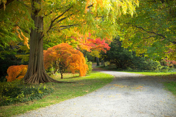 Colorful autumn foliage in nature landscape