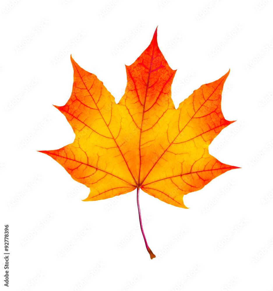 colorful autumn maple leaf isolated on white colorful autumn maple leaf isolated on white