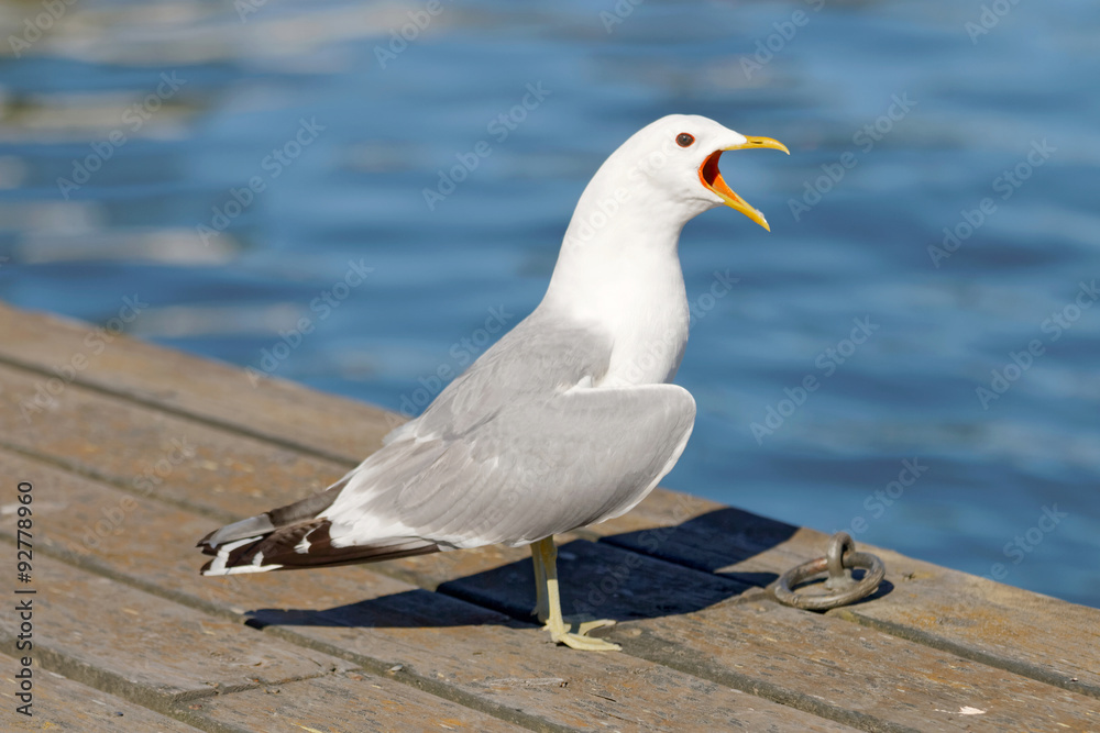 Seagull standing on bridge screaming Seagull standing on bridge screaming
