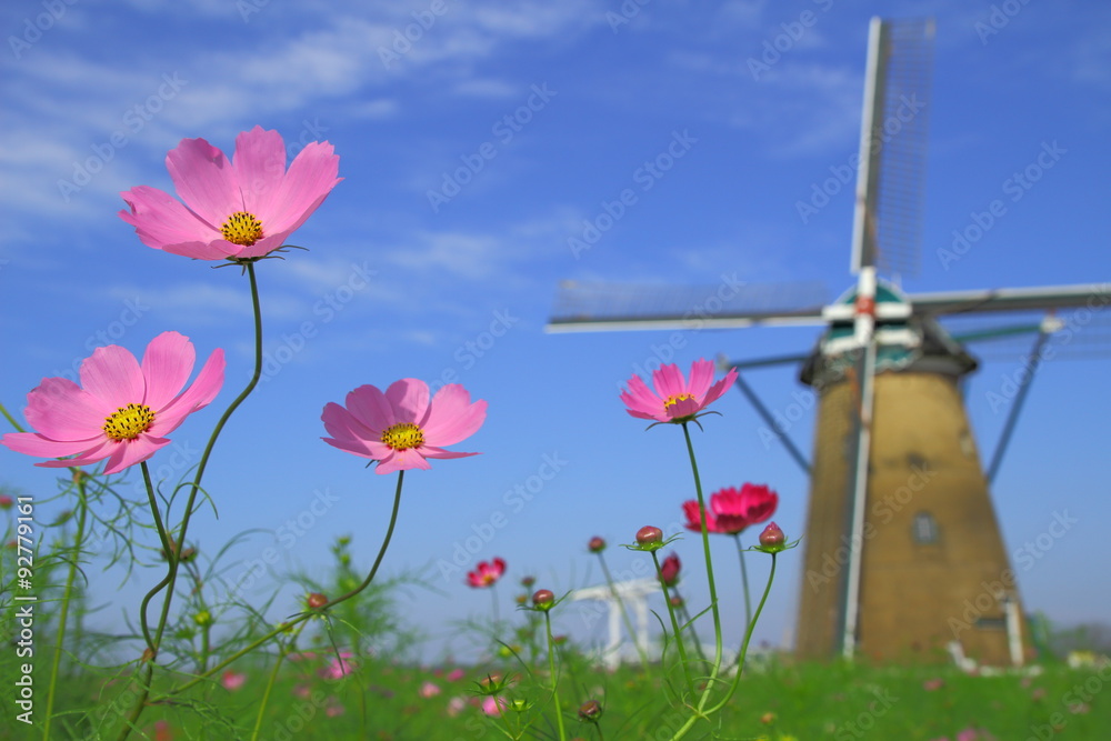 Obraz premium 風車とコスモス
