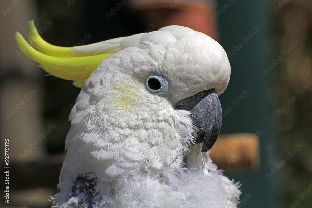 Papageienkopf