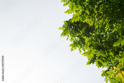 Tree branch isolated