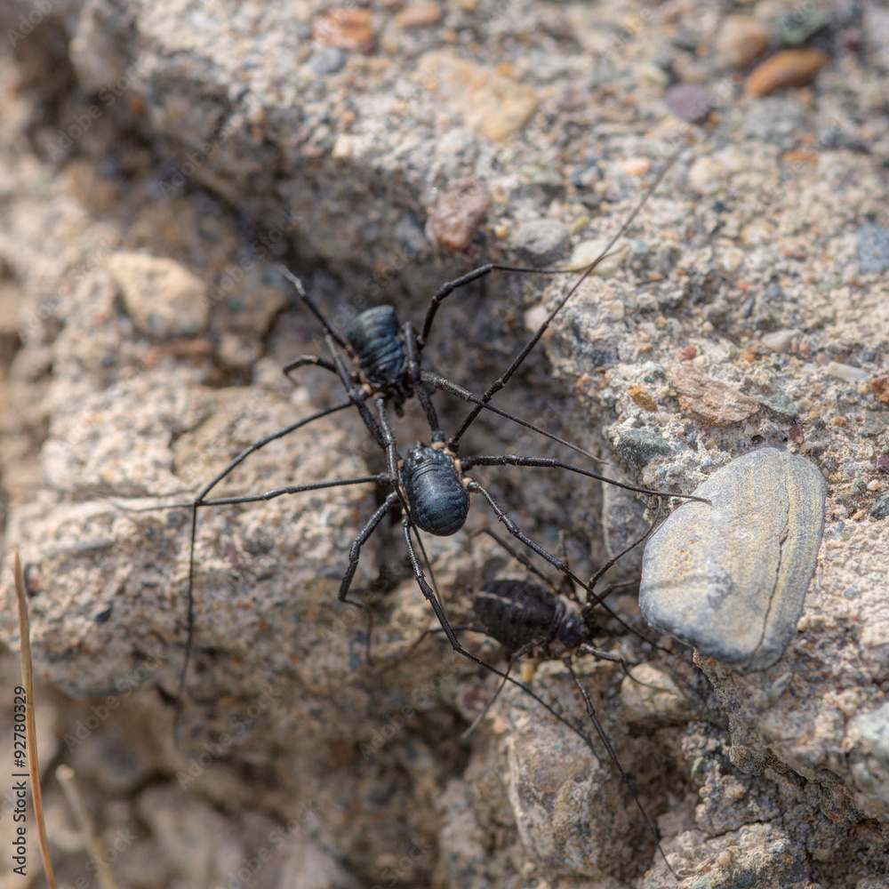 Fototapeta premium Black spiders