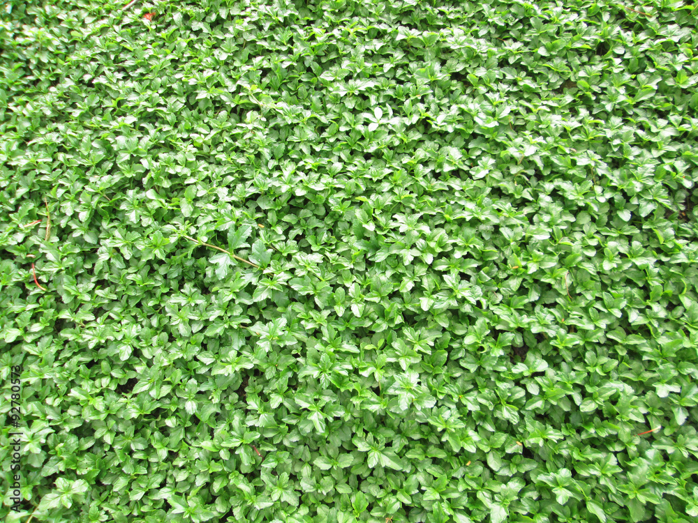 Bright green ivy leaves background Bright green ivy leaves background