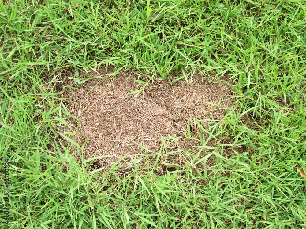 green grass and dry grass background green grass and dry grass background