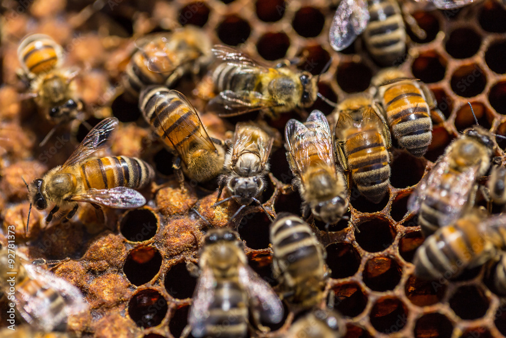 Birth of a bee Birth of a bee
