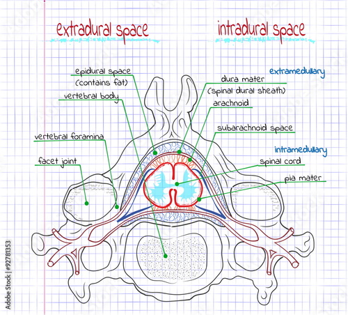 illustration of the structure of the human spine