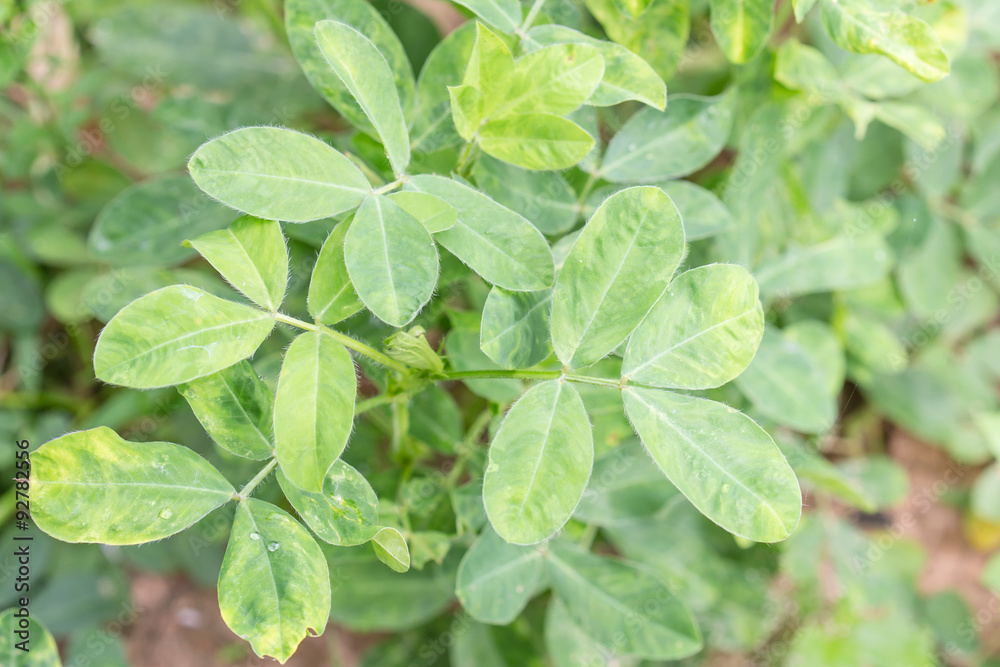 green peanut leaf green peanut leaf