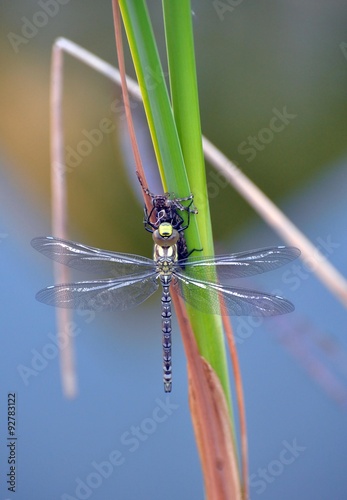 Libelle photo