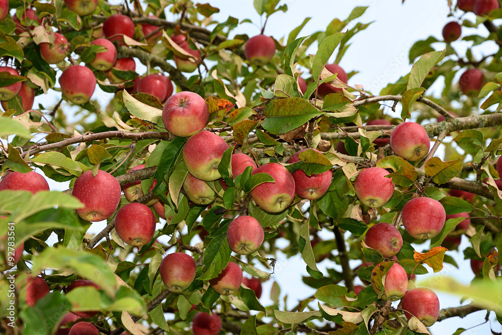 Zahlreiche Äpfel am Baum roter Boskoop Zahlreiche Äpfel am Baum roter Boskoop