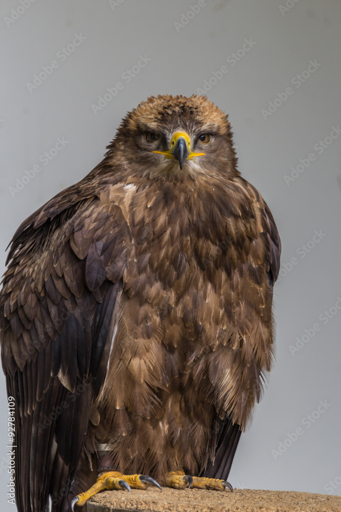 Steppenadler