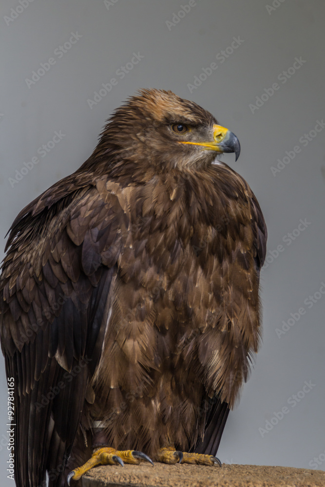 Steppenadler Steppenadler