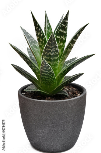 Aloe