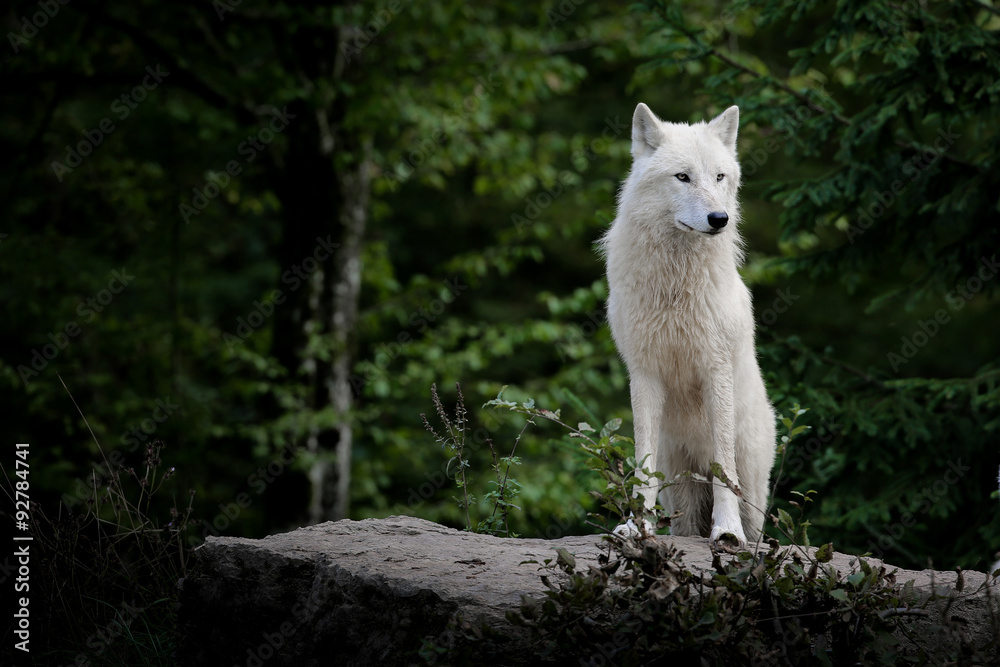 loup blanc arctique animal mammifère loup blanc arctique animal mammifère