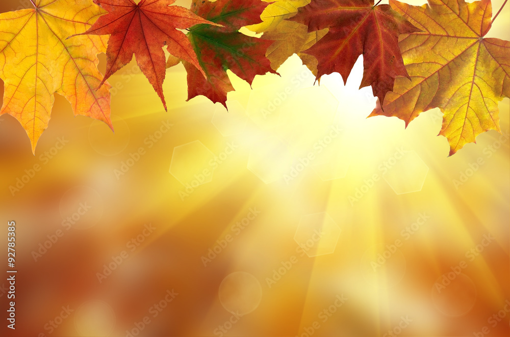 autumn background autumn background