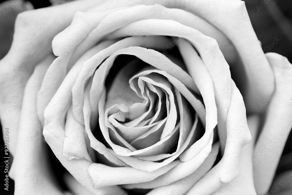 Rose petal texture black and white