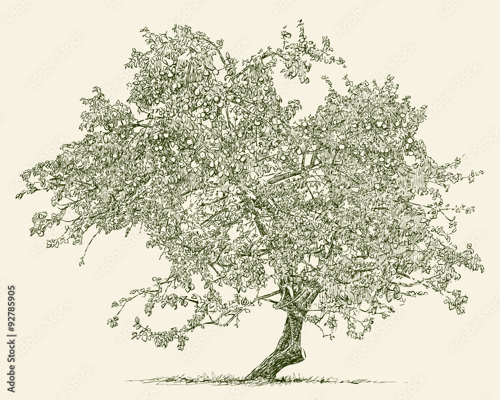 Obraz premium old apple tree