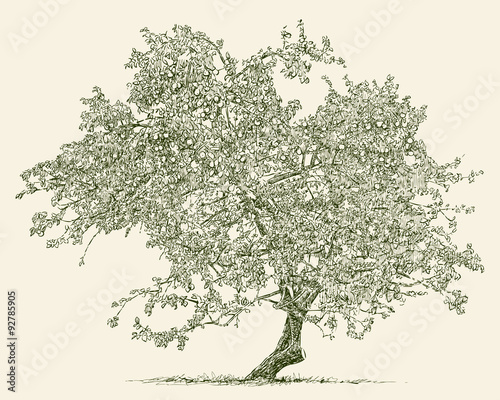 old apple tree