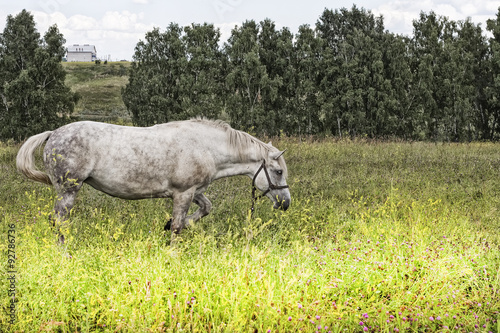 Лошадь пасётся в поле в городской черте. Россия,Сибирь,Новосибирская область,Бердск © Starover Sibiriak