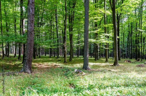 Fototapeta Naklejka Na Ścianę i Meble -  forest background