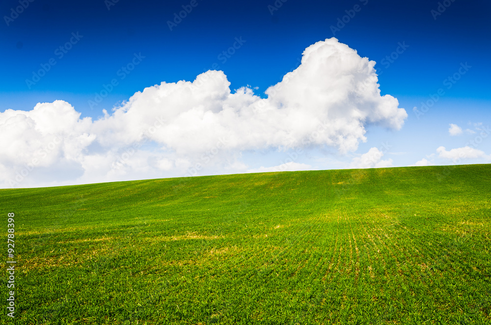 Obraz premium green field background