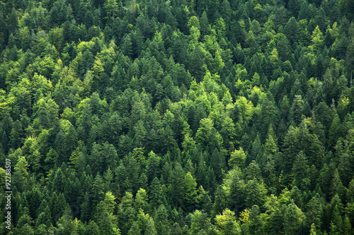 Wald photo