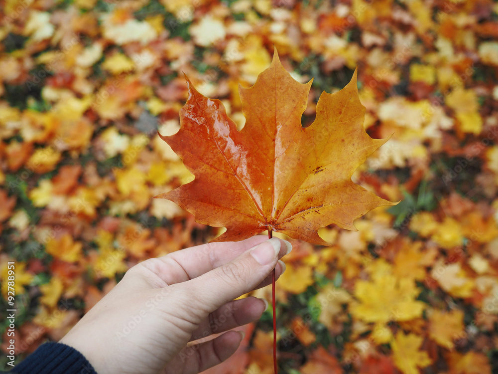 maple leaf in hand, blurred background of leaves