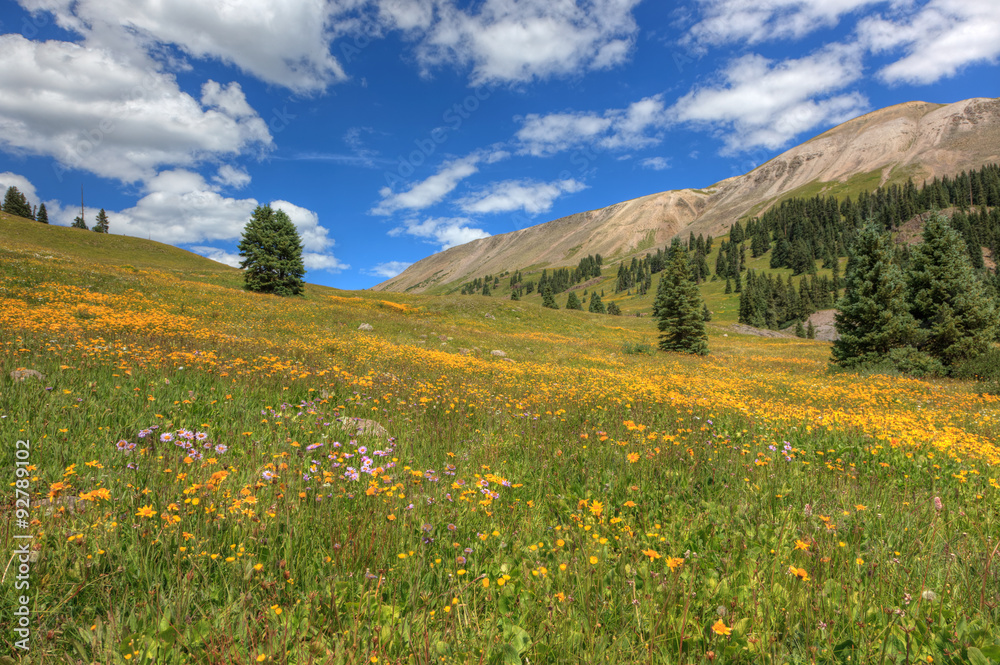 Wildflowers in a Mountain Meadow near Engineer Pass