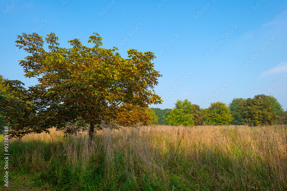Chestnut tree in a field in autumn light
Chestnut tree in a field in autumn light