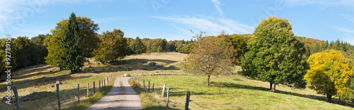 Laubwald am Kandel, Schwarzwald