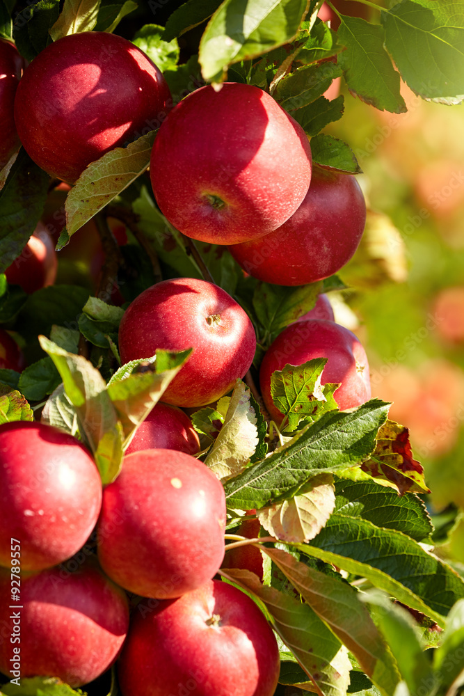 Obraz premium red apples on the trees in the orchard