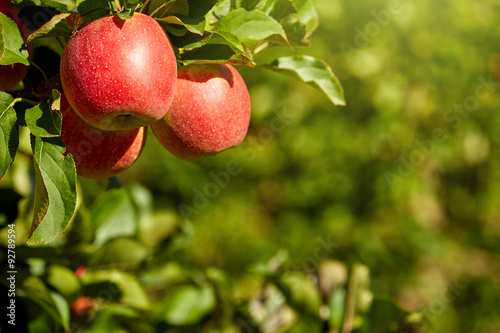 outdoor shot containing a bunch of red apples on a branch ready