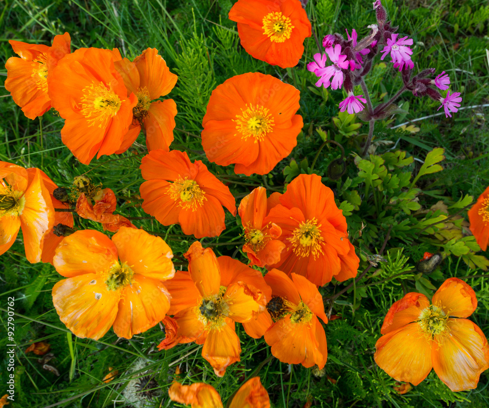 Obraz premium Pretty red and orange poppy flowers