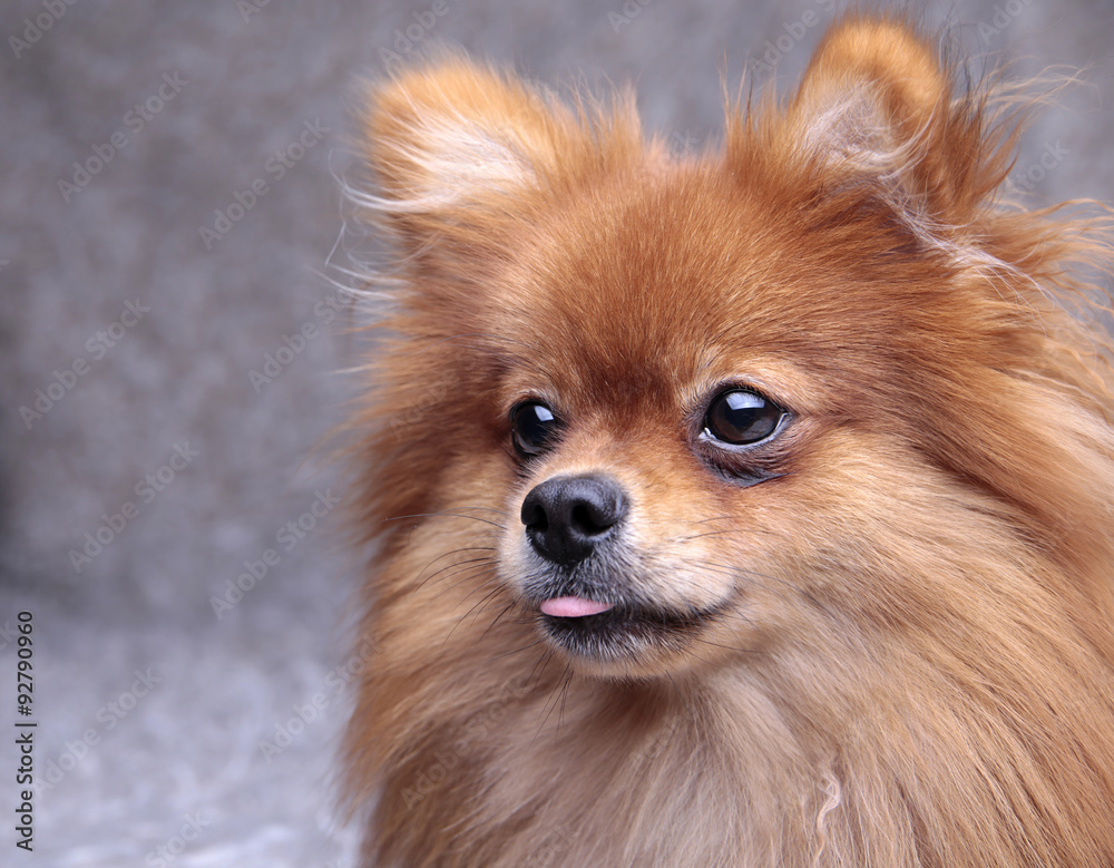 Pomeranian dog stuck out his tongue Pomeranian dog stuck out his tongue