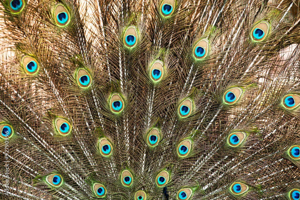 Fototapeta premium Peacock feather close up background