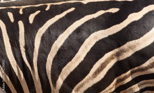 Zebra skin texture background